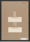 Navicula lyra var. australica A.Schum. (de-Toni-Nr.: Genus 1, Species 327) Zeichnungen Sammlung Grunow Nr. 737 (NHMW-BOT-W0367125)